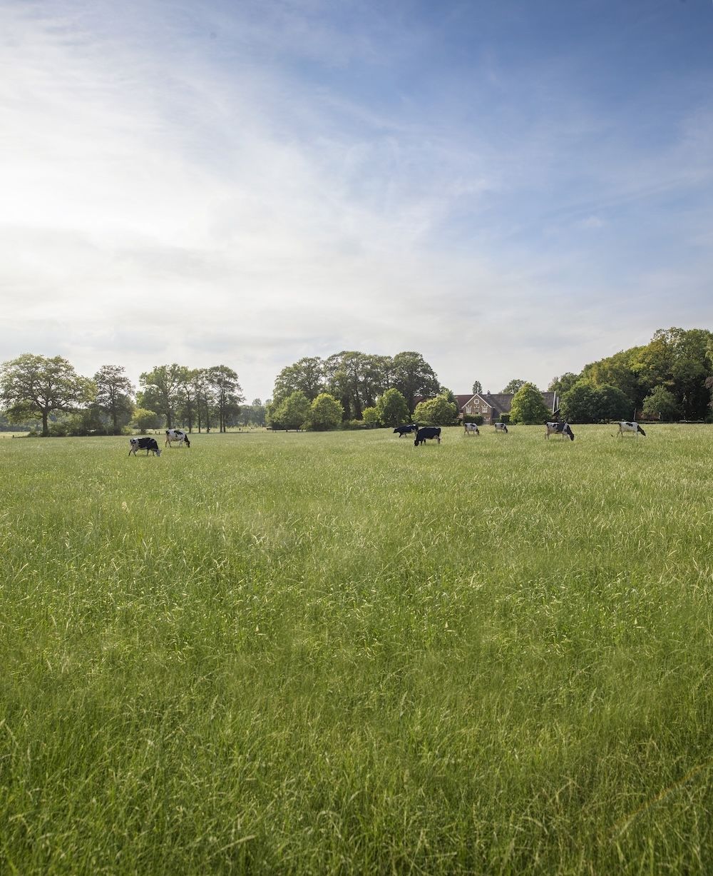 Roerink Food Family online – Overzichtelijke website en vacaturekoppeling